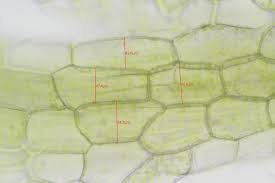 Attēlu rezultāti vaicājumam “Cephalozia connivens”