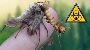 Attēlu rezultāti vaicājumam “Stauropus fagi larva”