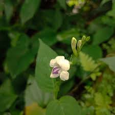 Attēlu rezultāti vaicājumam “Trachyspora intrusa”