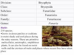 Attēlu rezultāti vaicājumam “Funariales”