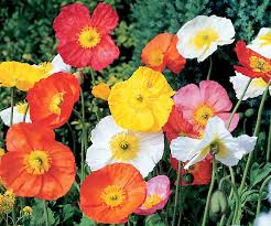 Image result for Papaver nudicaule