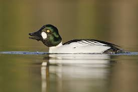 Attēlu rezultāti vaicājumam “Bucephala clangula male”