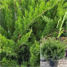 Attēlu rezultāti vaicājumam “Juniperus chinensis”