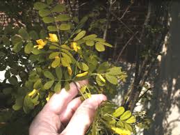 Attēlu rezultāti vaicājumam “Caragana arborescens fruit”