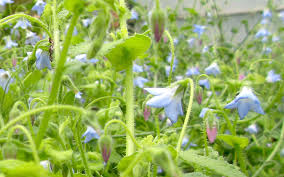 Image result for Borretsch