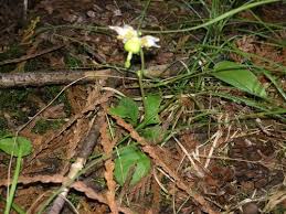 Attēlu rezultāti vaicājumam “Moneses uniflora bud”