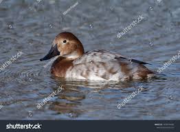 Image result for Aythya valisineria