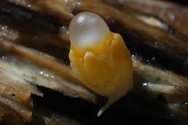 Attēlu rezultāti vaicājumam “Sphaerobolus stellatus”