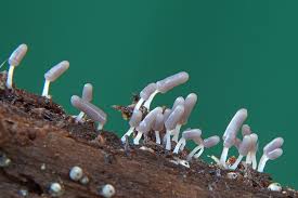 Attēlu rezultāti vaicājumam “Arcyria cinerea spores”