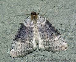 Attēlu rezultāti vaicājumam “Tetheella fluctuosa”