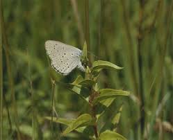 Attēlu rezultāti vaicājumam “Maculinea alcon underside”
