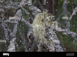 Attēlu rezultāti vaicājumam “Usnea hirta”