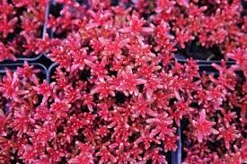 Image result for Sedum album `Coral Carpet`