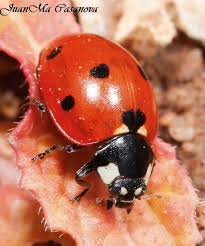 Attēlu rezultāti vaicājumam “Coccinella septempunctata imago”