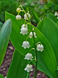 Attēlu rezultāti vaicājumam “Convallaria majalis leaf”