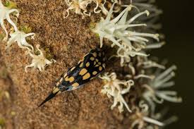 Attēlu rezultāti vaicājumam “Mordella sp.”