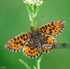 Attēlu rezultāti vaicājumam “Boloria dia”