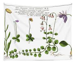 Attēlu rezultāti vaicājumam “Linnaea borealis leaf”