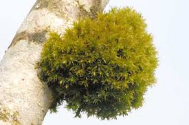 Attēlu rezultāti vaicājumam “Orthotrichum affine var. affine”