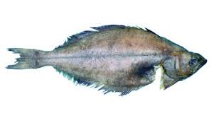 Image result for Reinhardtius hippoglossoides