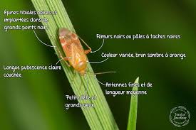 Attēlu rezultāti vaicājumam “Psallus sp.”