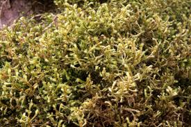 Attēlu rezultāti vaicājumam “Antitrichia curtipendula”