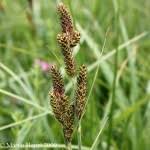 Attēlu rezultāti vaicājumam “Carex hartmanii”