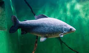 Image result for Coregonus oxyrinchus