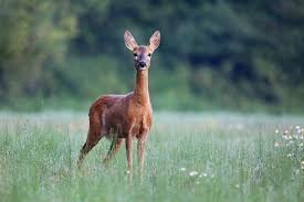 Attēlu rezultāti vaicājumam “Capreolus capreolus”