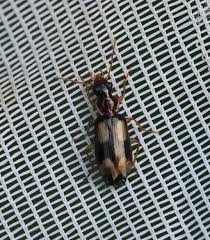 Attēlu rezultāti vaicājumam “Dromius quadrimaculatus”