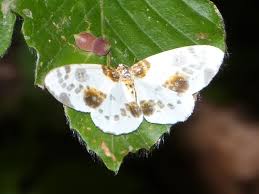 Attēlu rezultāti vaicājumam “Abraxas sylvata”