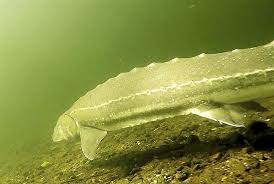 Image result for Acipenser medirostris