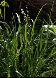 Attēlu rezultāti vaicājumam “Melica nutans”