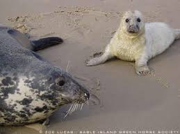 Image result for Halichoerus grypus