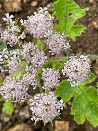 Attēlu rezultāti vaicājumam “Chaerophyllum aromaticum leaf”