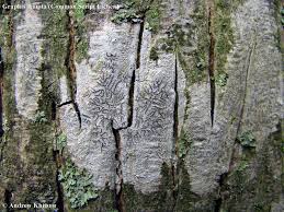 Attēlu rezultāti vaicājumam “Graphis scripta”