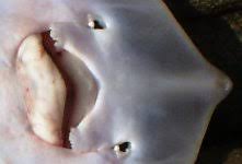 Image result for Raja straeleni