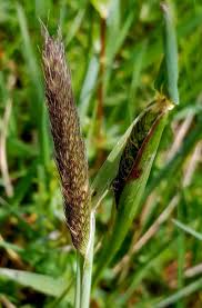 Attēlu rezultāti vaicājumam “Alopecurus pratensis flower”
