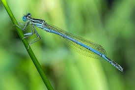 Attēlu rezultāti vaicājumam “Platycnemis pennipes male”