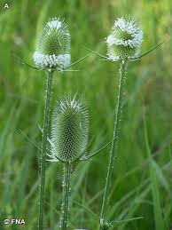 Image result for Dipsacus laciniatus