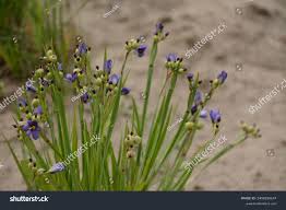 Attēlu rezultāti vaicājumam “Sisyrinchium montanum”