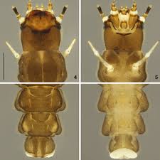 Attēlu rezultāti vaicājumam “Bolitophagus reticulatus imago”