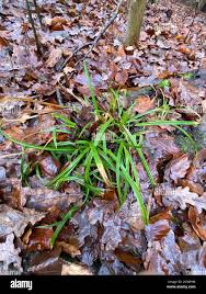 Attēlu rezultāti vaicājumam “Carex sylvatica leaf”