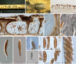 Attēlu rezultāti vaicājumam “Skeletocutis brevispora”