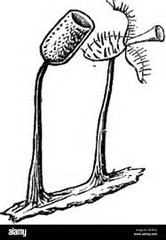 Attēlu rezultāti vaicājumam “Comatricha ellae stalked”