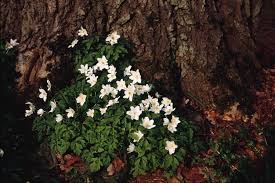 Attēlu rezultāti vaicājumam “Anemone nemorosa flower”