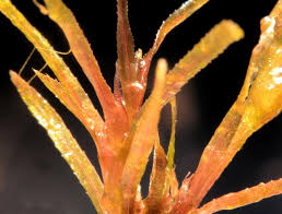 Attēlu rezultāti vaicājumam “Najas flexilis”