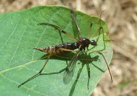 Attēlu rezultāti vaicājumam “Dictenidia bimaculata”