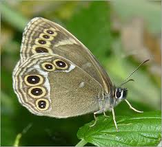 Attēlu rezultāti vaicājumam “Lopinga achine underside”