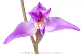 Attēlu rezultāti vaicājumam “Cephalanthera rubra flower”
